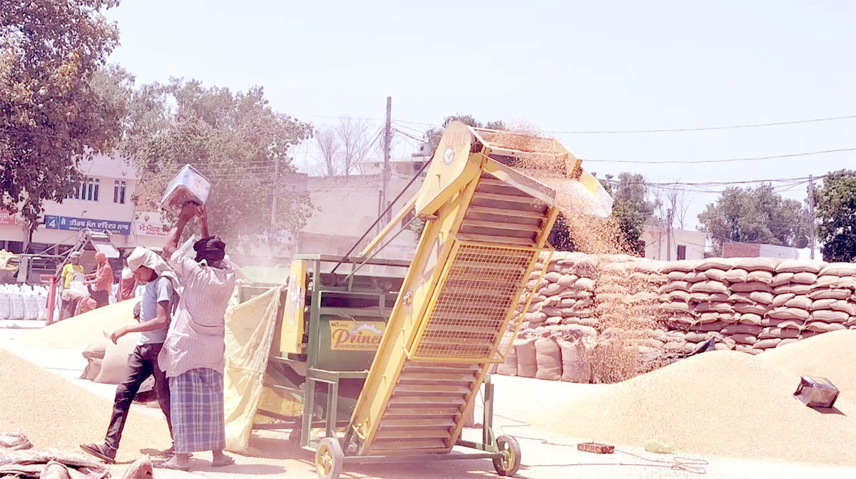 Bumper crop: Wheat procurement in Punjab crosses 100 lakh tonnes.